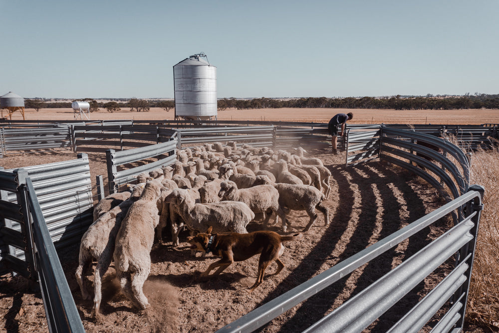 Jobs in the Shearing Shed